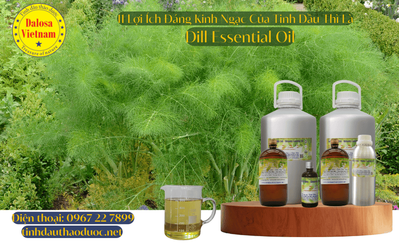 11-loi-ich-cho-suc-khoe-cua-tinh-dau-thi-la-dill-essential-oil