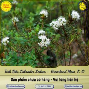 Tinh Dầu Labrador Ledum - Greenland Moss (Labrador Tea) Ledum Essential Oil 1 Lít