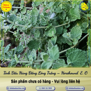 Tinh Dầu Húng Đắng Lông Trắng - Horehound (Hoarhound) Essential Oil 1 Lít