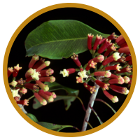 14 Lợi ích Cho Sức Khỏe Của Tinh Dầu Đinh Hương - Clove/Bud