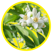 13 Lợi ích Cho Sức Khỏe của Tinh dầu Hoa Cam - Neroli