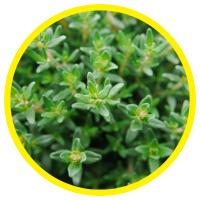 Những Loại Tinh Dầu Chứa Hoạt Chất Carvacrol & Ứng Dụng
