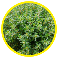Tác Dụng Hoạt Chất Carvacrol Có Trong Tinh Dầu Kinh Giới - Oregano