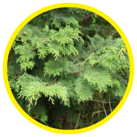 11 Lợi Ích Cho Sức Khỏe Của Tinh dầu Trắc Bách Diệp - Cypress